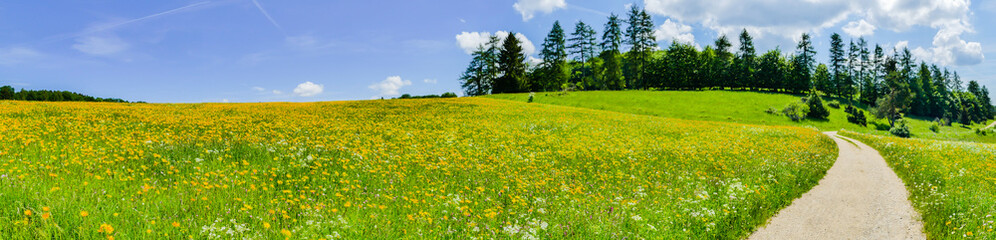 Feldweg durch Sommerlandschaft