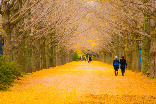 晩秋」の写真素材 | 53,335件の無料イラスト画像 | Adobe Stock