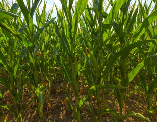 Green corn. Field of corn in the south of Russia. Green fields. Corns of corn.