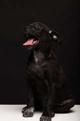 Obraz premium one mongrel dog puppy on a black background. studio shot