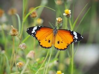 Orange butterfly on grass flower white yellow. Blur the natural background in green tones. In the concept of insects and poultry.