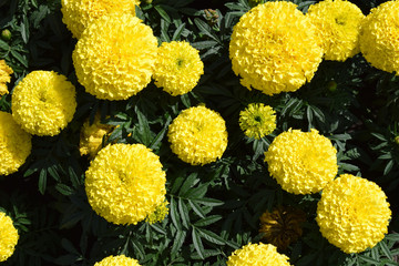 Yellow carnation flowers close-up. Magnificent caps of inflorescences. A bouquet of beautiful flowers. For registration of cards, banners, websites. For print.