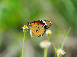 Orange butterfly on grass flower white yellow. Blur the natural background in green tones. In the concept of insects and poultry.