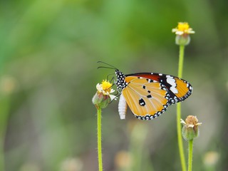 Orange butterfly on grass flower white yellow. Blur the natural background in green tones. In the concept of insects and poultry.