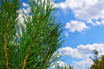 Fototapeta premium A live tree in the forest. Cones on the branches of the Christmas tree close-up on the background of nature. Christmas tree. The festive mood in the new year. Fairy magic forest. Green, blue needles.