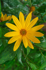 Jerusalem artichoke plant and very beautiful yellow flowers.