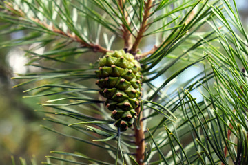 Obraz premium A live tree in the forest. Cones on the branches of the Christmas tree close-up on the background of nature. Christmas tree. The festive mood in the new year. Fairy magic forest. Green, blue needles.