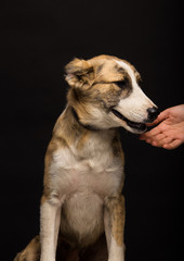 woman's hand reaches for the dog, on a black background, studio shot