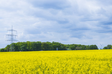 Blooming and vibrant rape field in german countryside