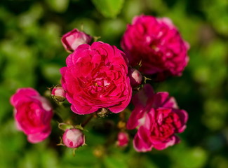 Pink roses on a blurred background of green foliage.