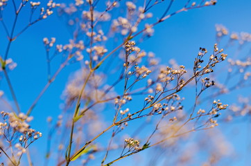 Meadow grass on a background of the clear blue sky.