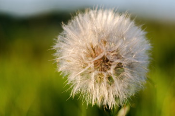 Large fluffy dandelion close-up.