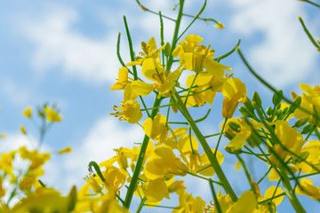 Blooming and vibrant rape field in german countryside