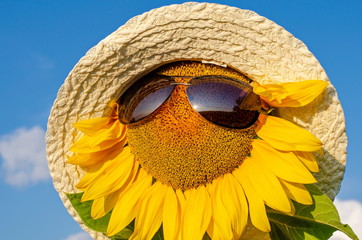 Sunflower in a straw hat and sun goggles.