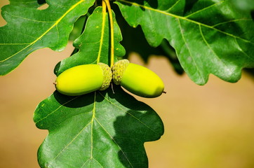 Oak branch with leaves and two young acorns.