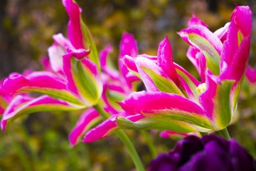 Fototapeta premium purple and pink gift card celebration flowers