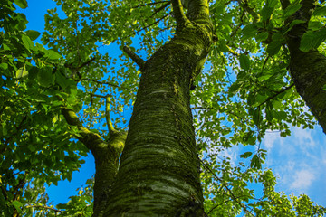 Fototapeta premium tree