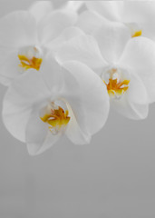 Naklejka na ściany i meble White Orchid Closeup