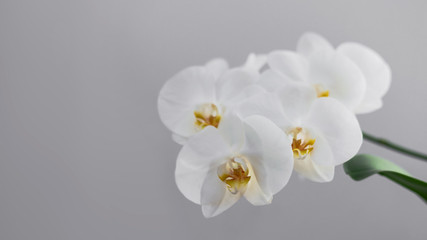 Fototapeta na wymiar Mature flowers of white orchid on grey background