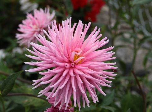 pink flower of dahlia close up