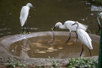 Little Egret (Egretta garzetta)