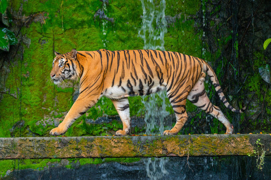 Bengal tiger in zoo THAILAND