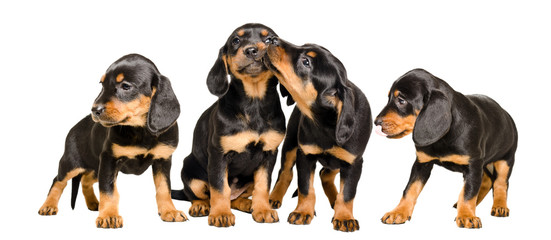 Four cute puppies together isolated on white background