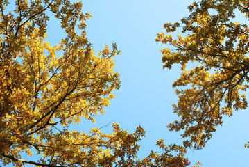 autumn forest directly bellow