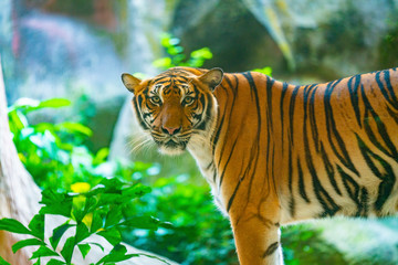 tiger