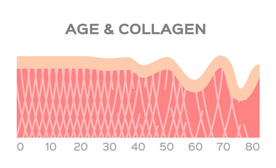 collagen in younger skin and aging graphic vector / age