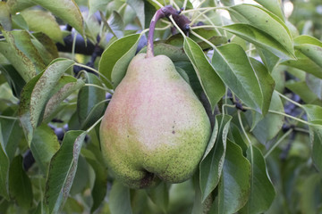 pears hang on a tree in the garden. Summer, harvesting, closeup