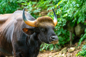 Fototapeta premium bull