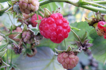 A bush of red raspberries, berries. Harvesting in the garden, summer. Fruit plants