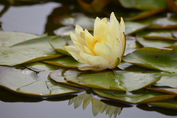 Water Lily on the pond