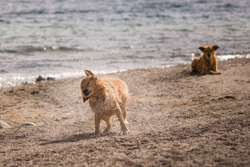 Fototapeta premium Dog shaking water off / With another dog looking from behind. 