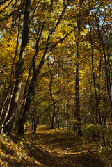 autumn path in a forest