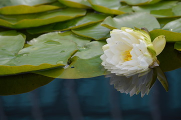 Water Lily on the pond