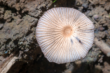 round shaped fungi with nice pattern on the ground. top view.