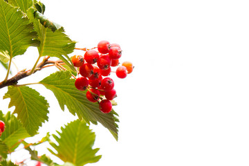 Red berries Kalina hanging on branches on a white background