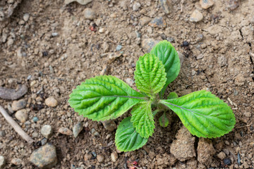 small green plant on the ground, top view close up