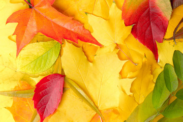 Multicolored autumn leaves as background or background
