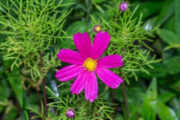 Blumen mit Regentropfen nach einem Sommerregen