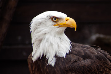 Weißkopfseeadler