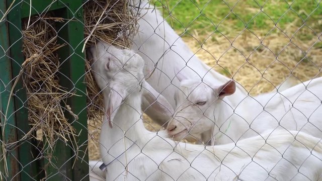 Goats eating straw