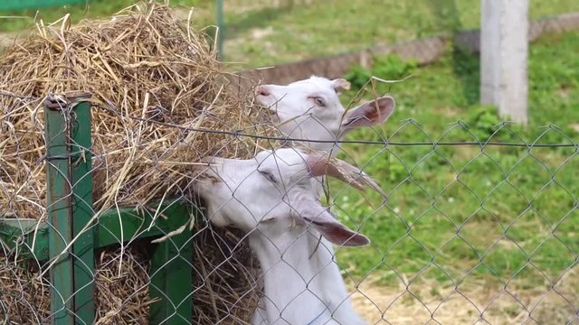 Goats eating straw