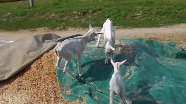 Little goats playing