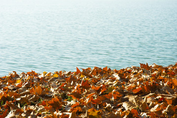 autumn fallen leaves at riverbank