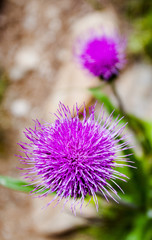 Distelblüten