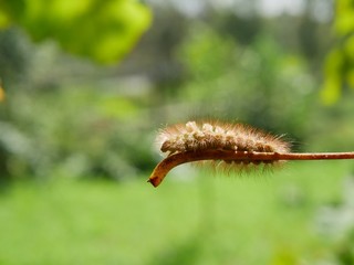 Polonne / Ukraine - 4 September 2018: A caterpillar on a stick of grapes on a blurry background of nature on a sunny day
