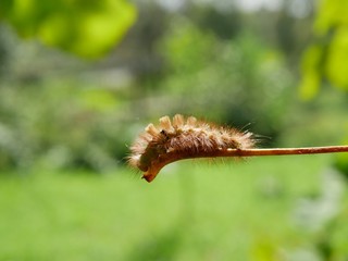 Polonne / Ukraine - 4 September 2018: A caterpillar on a stick of grapes on a blurry background of...